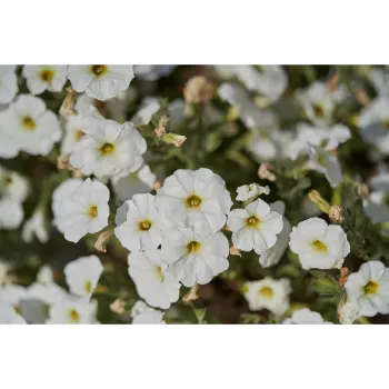 White Tropical Flower